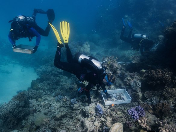 The corals, grown in underwater nurseries from salvaged broken fragments, are being attached using an innovative device that fast-tracks coral restoration.