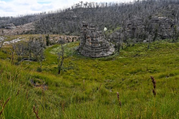 Healthy swamps, such as the Marangaroo Swamp region, provide stark contrasts to the permanently damaged Carne West swamp.