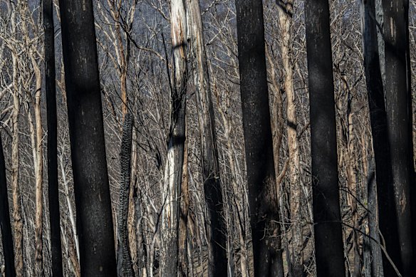 Burnt trees seen from the road to Yarrangobilly Caves in the heart of the Kosciuszko National Park, 75km south of Tumut. The fires burnt through alpine ash forests regenerating from similarly severe fires in 2003. 