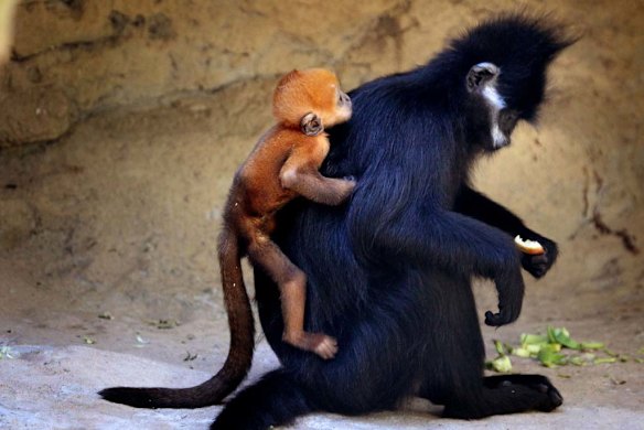Taronga shows off orange baby monkey