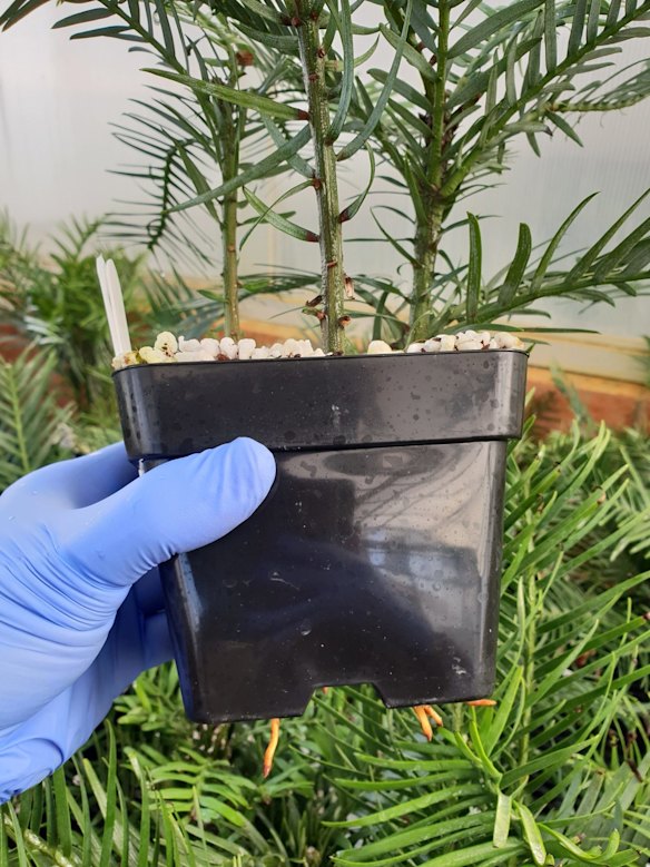 Wollemi Pine tree specimens cultivated for translocation.