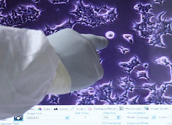 Associate Professor Stuart Turville analysing antibody reaction with the COVID-19 Omicron variant. 