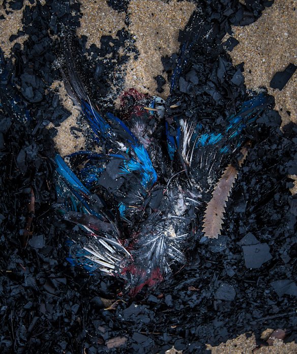 Possibly a Crimson Rosella.