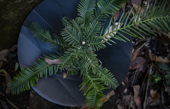 A young Wollemi pine growing in a wild translocation site in a canyon in the Wollemi Wilderness Area. 