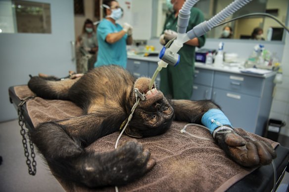 6-year-old chimpanzee Fumo undergoes a health check at the Taronga Wildlife Hospital, Taronga Zoo.
