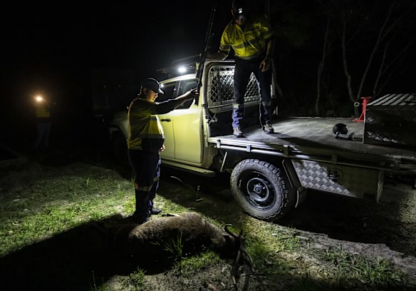 After head shooting a three year old Rusa stag, Biosecurity officers GPS log the kill and collect DNA.