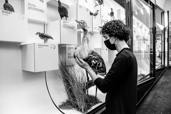 Rehan Scharenguivel putting birds back on display at Australian Museum.