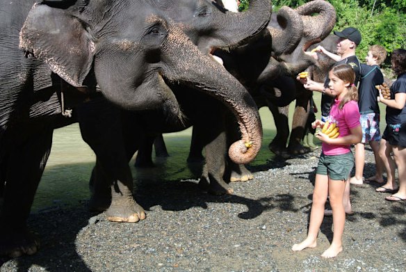 Tourists interact with the elephants in Tangkahan, North Sumatra.