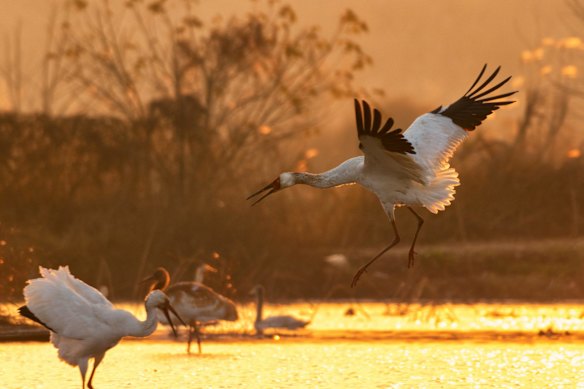 A Siberian crane arrives at Wuxing Farm as the sun rises in the morning.