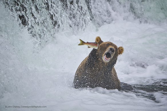 Highly Commended

Title: Fight Back
Description: This salmon decide to punch the bear in the face rather than be lunch.
Animal: Bear
Location of shot: Alaska 