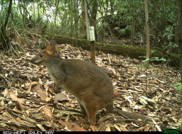 A red-legged pademelon activates a remote camera, one of 90 used by the researchers.