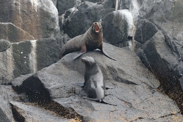 New Zealand fur seals on Montague Island off the coast from Narooma, on the far South Coast of NSW. 