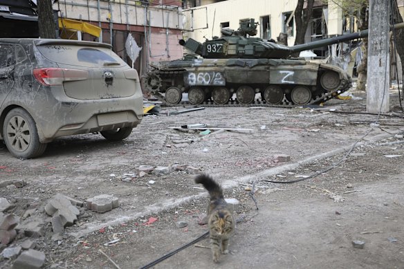 A cat walks next to a Donetsk People's Republic militia tank in Mariupol.