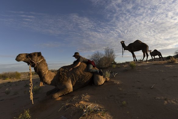 Sophie Matterson plays with her camels near Oodnadatta, Australia. Sophie Matterson, 32, is on a 5,000km journey - walking with five camels coast to coast from Australia's western-most point in Shark Bay, Western Australia, to its eastern-most point in Byron Bay, New South Wales. Sophie says the highs have outweighed initial challenges. "I just loved being out there alone, watching the landscape change," she said.