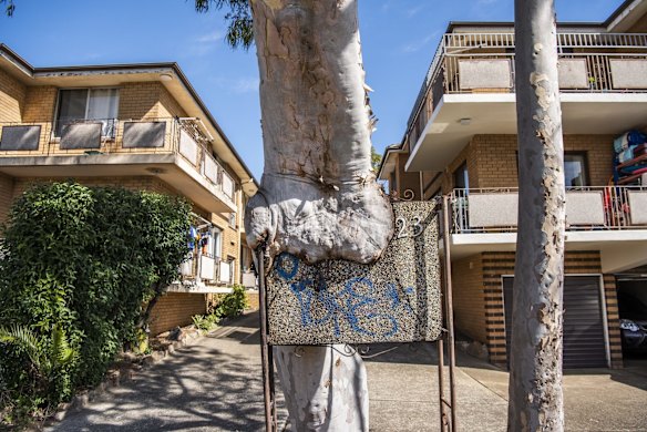 There are some 20 different categories of Thomasson. The Devouring Tree is defined as a tree that absorbs part of a fence or wire while still growing, such as this one in Clemton Park.