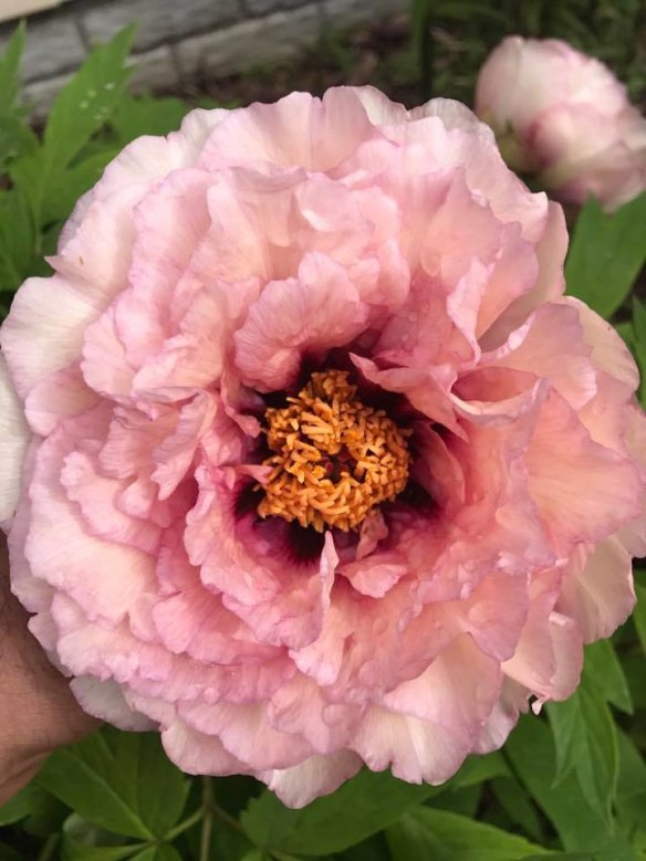 Tree peony "Waucedah Princess" at the nursery.