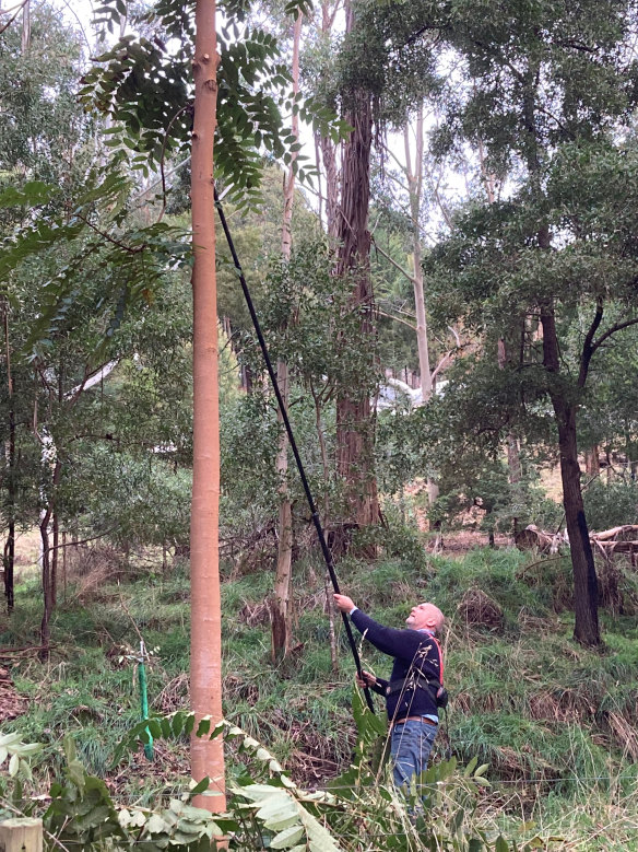 Rowan Reid pruning the lower branches from an Australian Red Cedar.