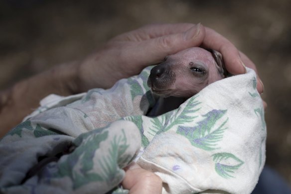 WIRES volunteer Desley Prophet feeds a baby Wallaby, one of many animals currently in her care, including those dropped to her by an RFS volunteer currently battling the Gospers Mountain.