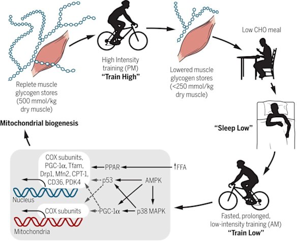 An example of training with high and low carbohydrate intake from Burke and Hawley's review.