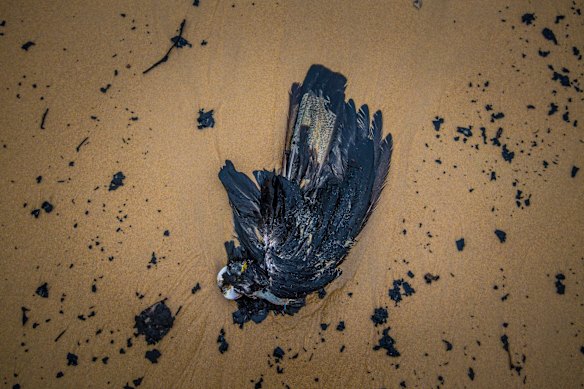A Yellow Tailed Black Cockatoo.