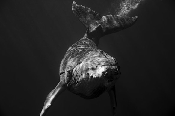 Intimate portraits of the Humpback Whale - Shot on location in Vavau, Tonga.