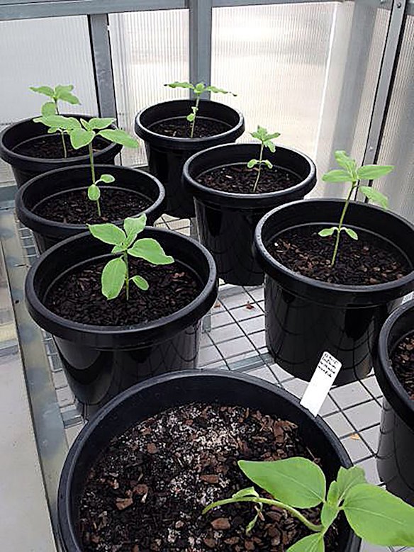 Sunflower seedlings grown from the seeds of the harvested sunflowers collected from the MH17 cockpit crash site.