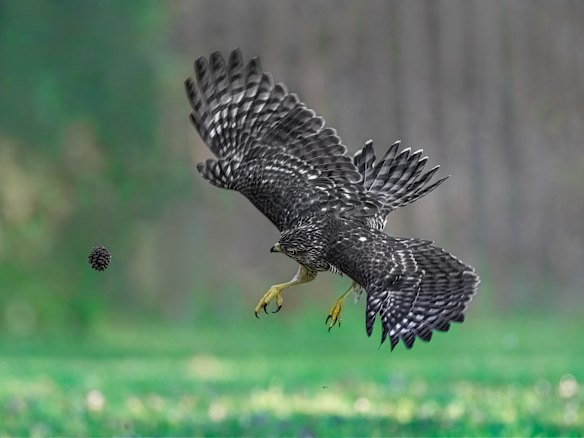 Portfolio Winner: Jia Chen (Oakville, Canada)

Title: 1. Kick-off
Description: The juvenile cooper's hawk has a dream to become a football start. It is practicing. First kick-off.
Animal: Cooper's Hawk
Location of shot: Ontario, Canada Supplied PR image for Traveller, check for reuse. Comedy Wildlife Photography Awards winners 2022