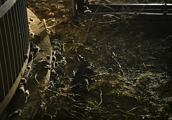 Mice scramble around the grain silos as the headlights are turned on. The mice feed at night and eat nearly everything they can get to, including electrical wiring and door frames.