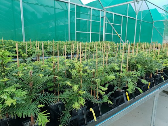 Wollemi Pine tree specimens cultivated for translocation. 