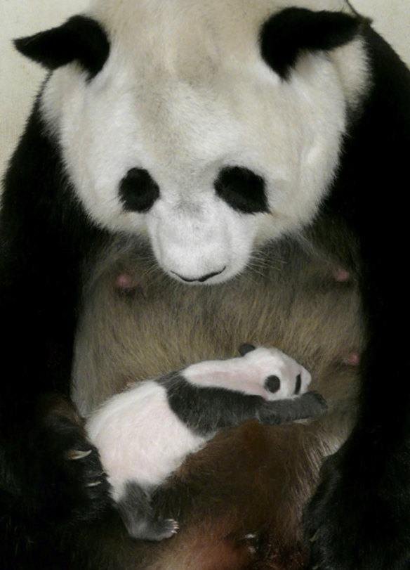 Panda baby