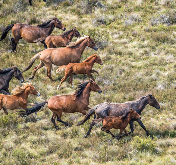Many of the brumbies are in poor health and show signs of inbreeding.