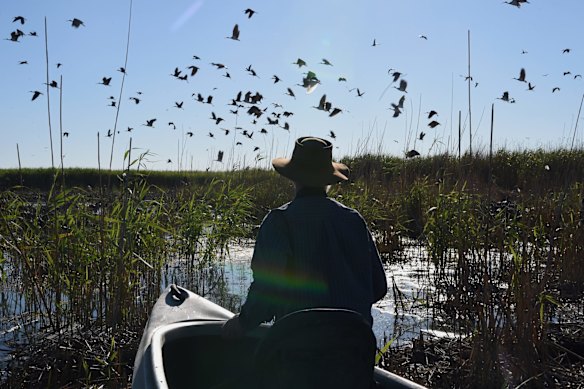 Professor Richard Kingsford wades into an Ibis colony in the Macquarie Marshes. 