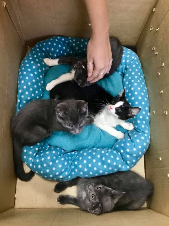 Four kittens were left hot and thirsty outside Cat Haven. 