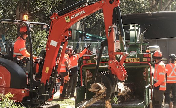 Protestors gather at Sydney Park where trees are being cut down to make way for WestConnex.
