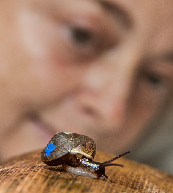 The breeding program has increased the population in captivity from 15 to 800, and snails will now be released back to the wild on Norfolk Island.