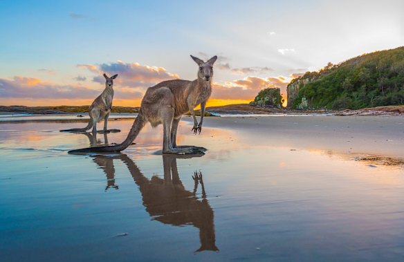 Sunrise kangaroos at Diamond Head.