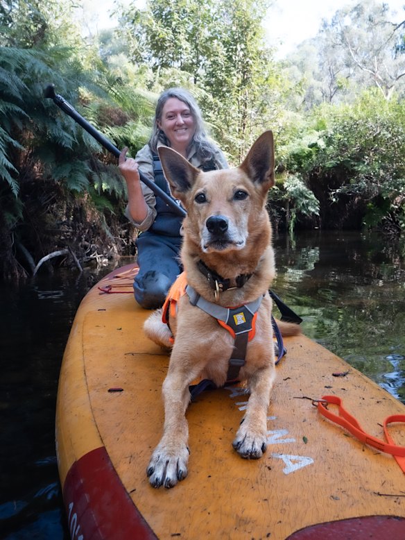 Dog detection officer Naomi Hodgens with Kip the kelpie-cross on a paddle board. “When we were training, we got a lot of looks,” she says. 