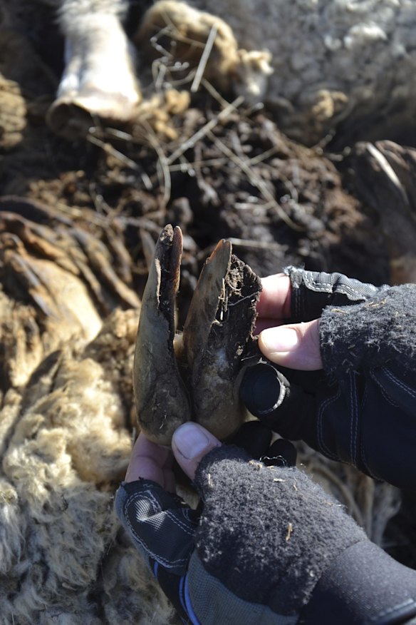 The large sheep on Mulligans Flat.