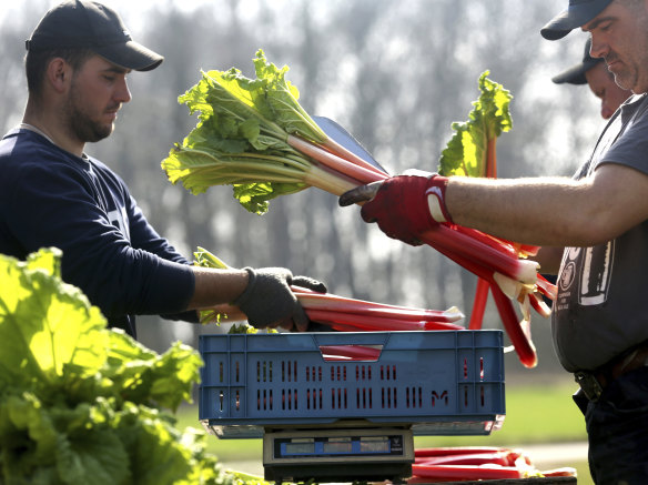 Rhubarb stalks are packed into sales baskets and weighed by harvest workers of vegetable farmer Herbert Wilms after the leaves have been cut off in Kaarst, Germany,.