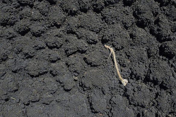 A fish bone in a dry dam at Rebecca and Dan Reardon's property near Moree.