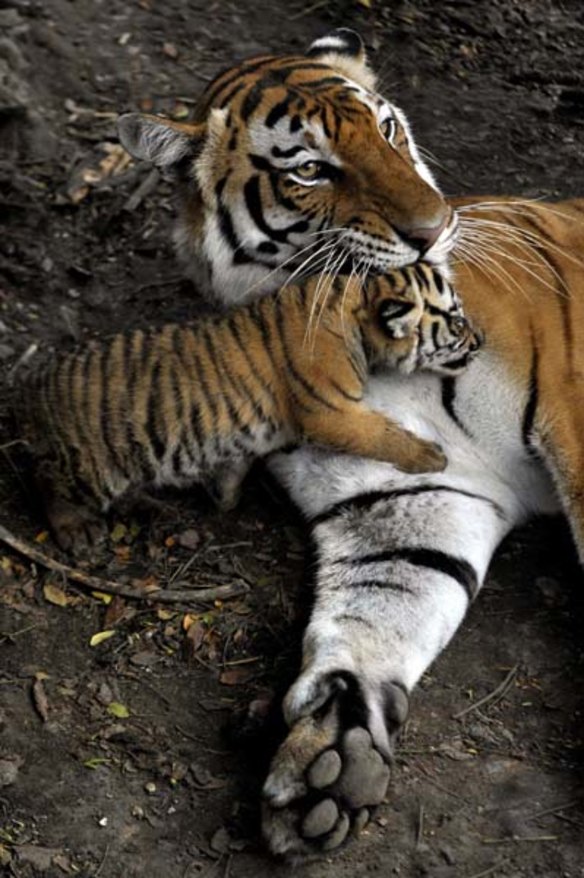 Tiger cubs born in Cali