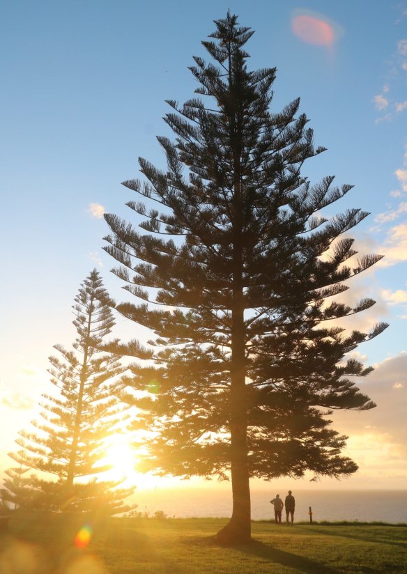 The Norfolk Island pine.