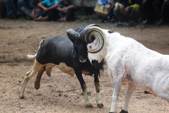 Ram fighting in Indonesia