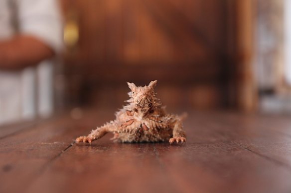 Captured and to be released: a pregnant thorny devil. 