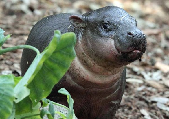 Pygmy hippo calf Kambiri   at Taronga Zoo.
