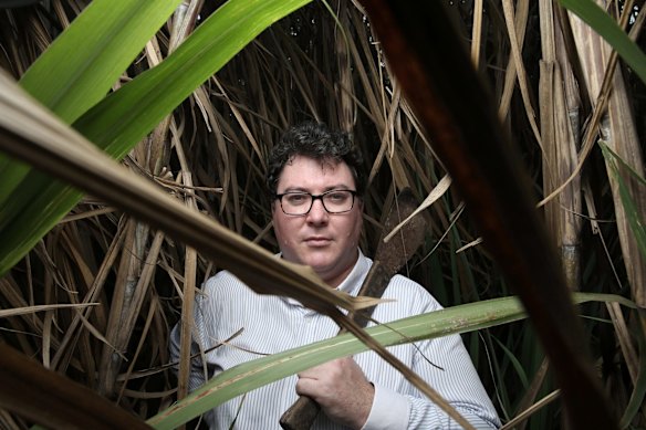 George Christensen,  federal member for Dawson for the LNP in a sugar cane field near Mackay in early November.