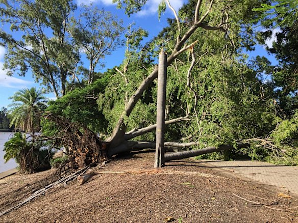 The path at?Brisbane's City Botanic Gardens has been closed after a large tree fell during overnight storms.