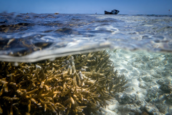 Bleaching of the Great Barrier Reef near Heron Island in 2016. Scientists say very little coral cover will remain even if global temperature increases are kept to even 1.5 degrees above pre-industrial times.