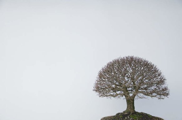 Awaiting Spring: A solitary and leafless bonsai at the National Arboretum, anxiously awaits the return of Spring.