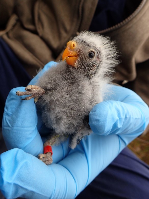A newly banded orange-bellied parrot nestling.
